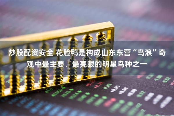 炒股配资安全 花脸鸭是构成山东东营“鸟浪”奇观中最主要、最亮眼的明星鸟种之一